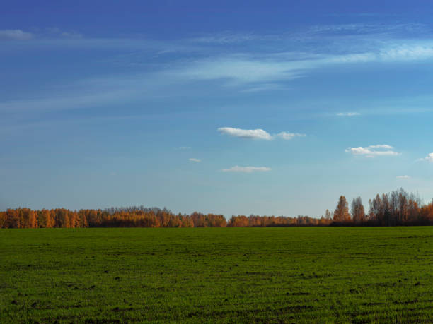 istock Field with young sprouts of wheat. 1188918078