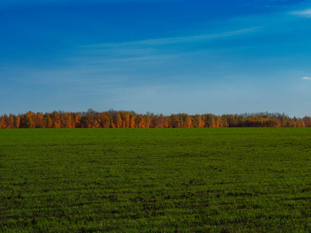 wooden buildings amongst autumn tree