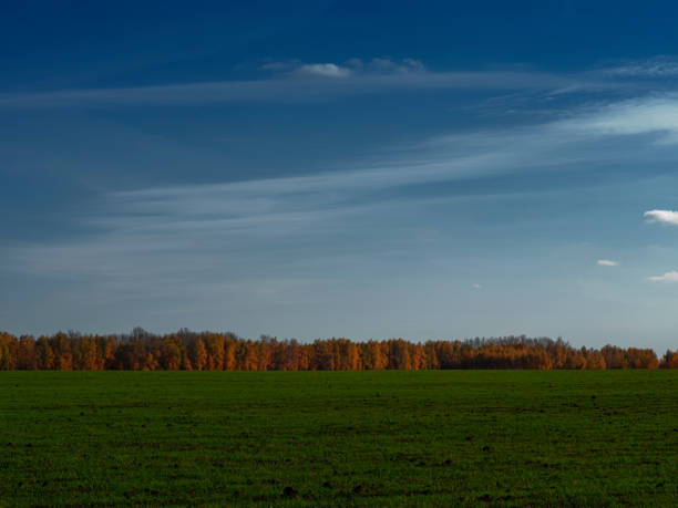 istock Field with young sprouts of wheat. 1188918682