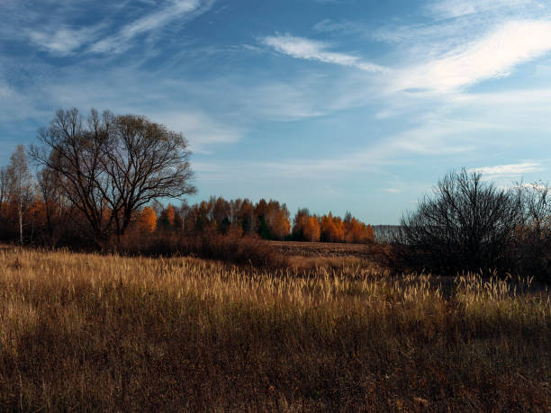 Scene with country road leading to deciduous forest in bright colors of autumn