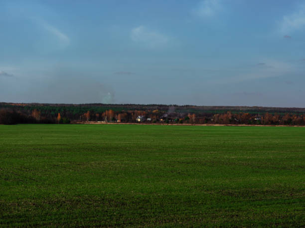 Clear autumn day in the countryside. Field with young sprouts of wheat. Behind the field are village houses and trees with colorful fall foliage.