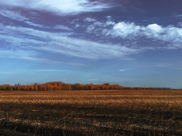 istock Harvested wheat on the field. 1188918943