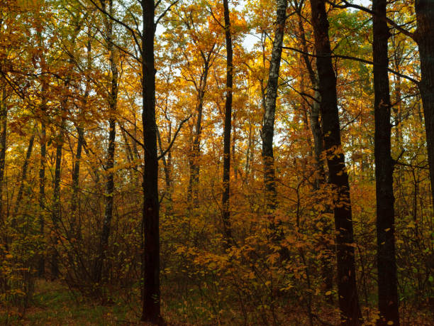istock Autumn foliage in a  park. 1188919167