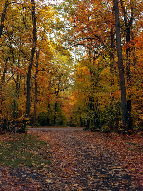 istock Autumn trees in a city park. 1188919347