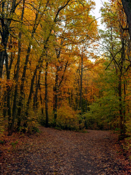 istock Autumn trees in a city park. 1188919368