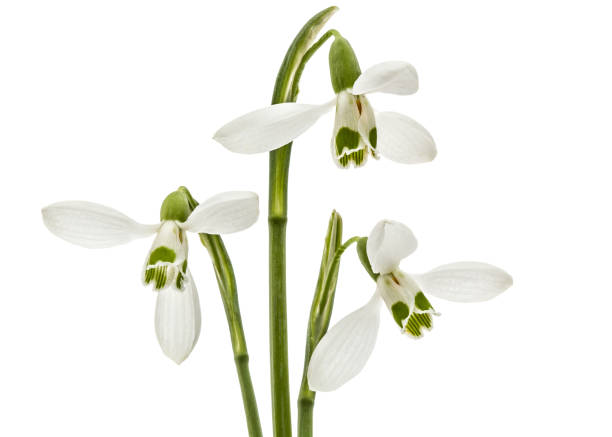 istock Three flower of snowdrop isolated on white background 1188919434