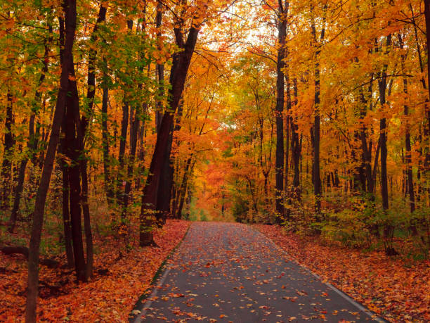istock Autumn trees in a city park. 1188919455
