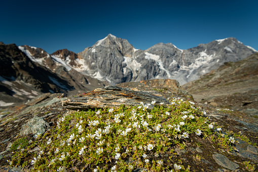 The Ortler Alps near Sulden (South Tyrol, Italy) on a sunny day in summer (Ortler, Koenigspitze, Gran Zebru)