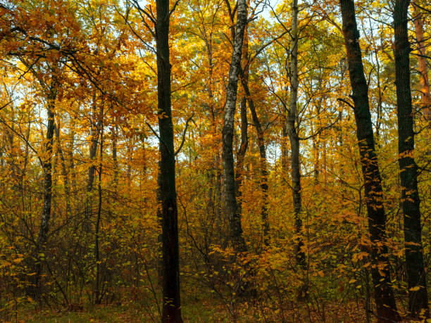 istock Autumn foliage in a  park. 1188919516