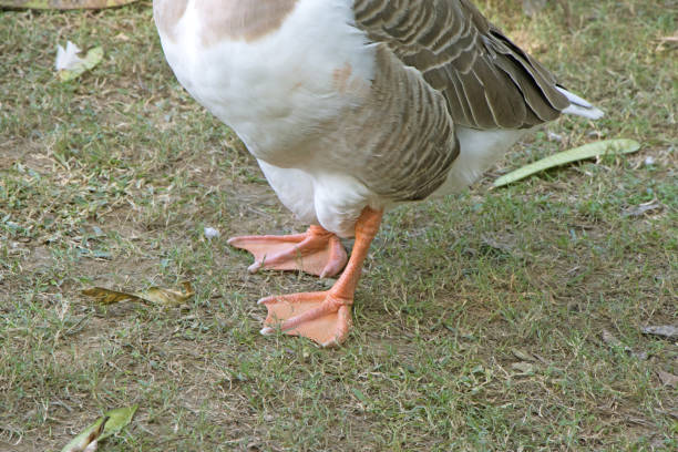 istock Duck view in a public park 1188919531