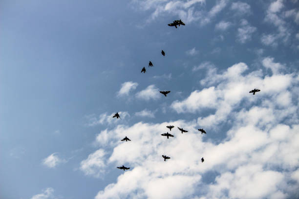 istock A group of flying Mynas 1188921294