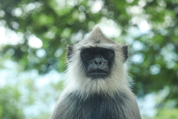 istock Gray Langur Indian Hanuman Specie of Monkey Looking at Camera 1188921486