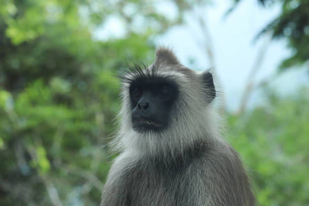 istock Gray Langur Indian Hanuman Specie of Monkey Close Up 1188921550