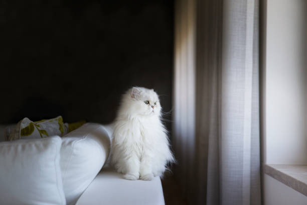 istock White persian cat in the living room 1188922278