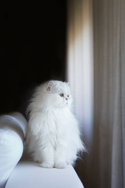 White persian cat White persian cat looking away persian cat stock pictures, royalty-free photos & images