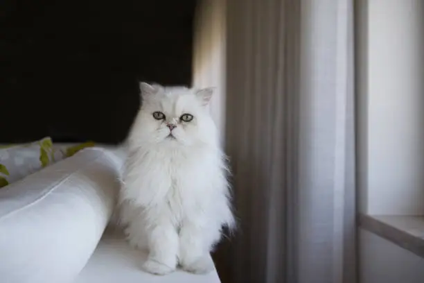 White persian cat looking at the camera