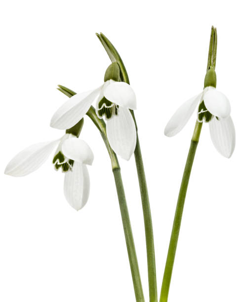 istock Three flower of snowdrop isolated on white background 1188922743