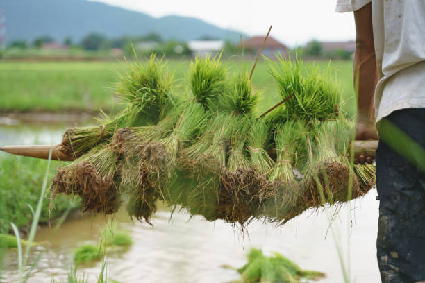 istock Asian farmer lifting paddy rice seedling 1188922894