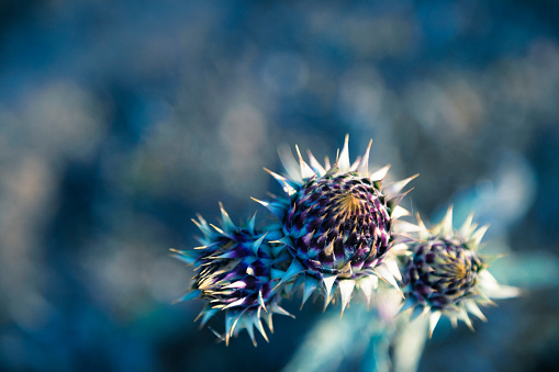 Detail of dried cardoon at front and meadow at background. Beautiful blue color added.