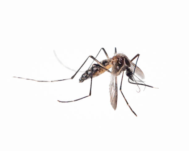Close Up Of A Mosquito On A White Background Close Up Of A Mosquito On A White Background tularemia stock pictures, royalty-free photos & images