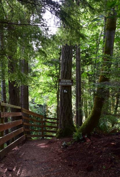 istock nature trails at Seal Bay Nature Park, Comox Valley 1188924409
