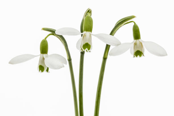 istock Three flower of snowdrop isolated on white background 1188924461