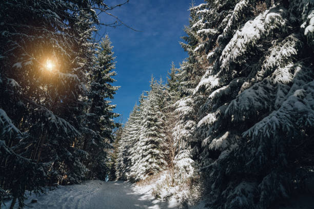 istock Winter landscape in snow forest 1188924586