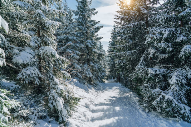 istock Winter landscape in snow forest 1188924658