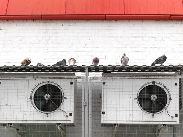 pigeons sitting on air conditioners