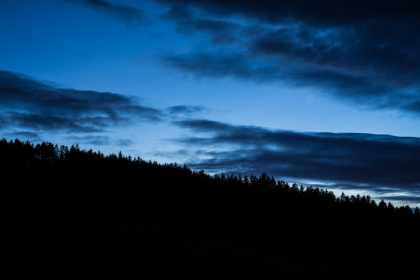 germany, blue night sky over black forest trees silhouette with stars shining in summer night - forest black forest sky night imagens e fotografias de stock