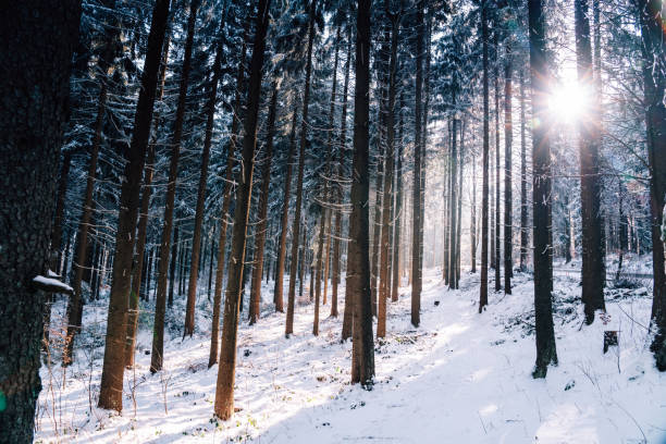 Winter landscape in snow forest