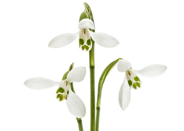 istock Three flower of snowdrop isolated on white background 1188926219