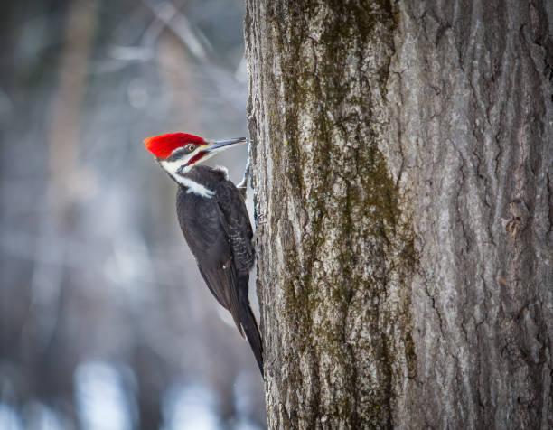 The Great Peak. The Great Woodpecker in a Canadian forest in the spring. pileated woodpecker stock pictures, royalty-free photos & images