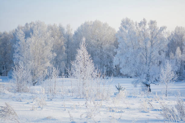 istock winter forest in snow and frost 1188927109