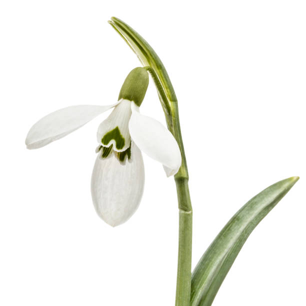 istock Flower of snowdrop isolated on white background 1188927321