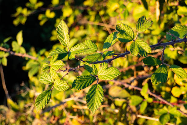 istock bramble plant, detail 1188927512