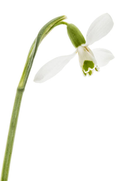 istock Flower of snowdrop isolated on white background 1188927524