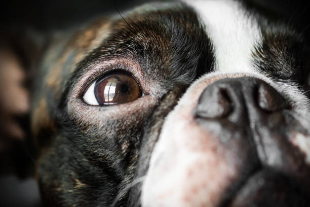 istock Portrait boston terrier pure breed soft dark background closeup 1188927534