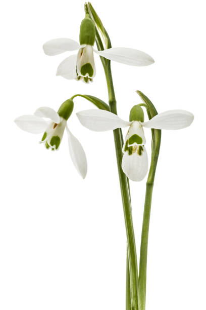 istock Three flower of snowdrop isolated on white background 1188927558