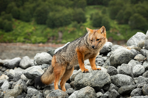 View of the Culpeo or Andean Fox (Lycalopex culpaeus) at the Caleta Letier (54'56'S.,68'26'W.) lies on the S side of Canal Beagle the Magallanes y Antarctica Chilena region