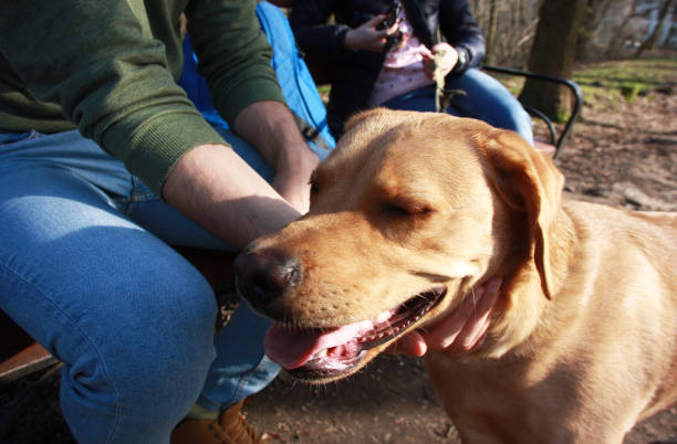 istock Man cuddling his dog during the walk in park 1188928527