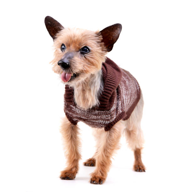 istock Studio shot of a blind Yorkshire terrier 1188930043