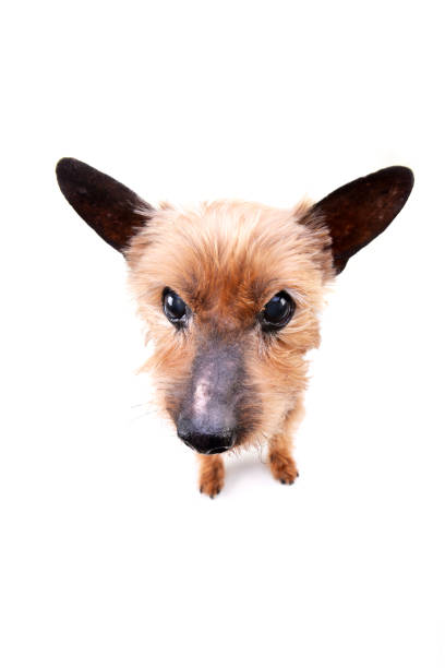 istock Wide angle portrait of a blind Yorkshire terrier 1188930101