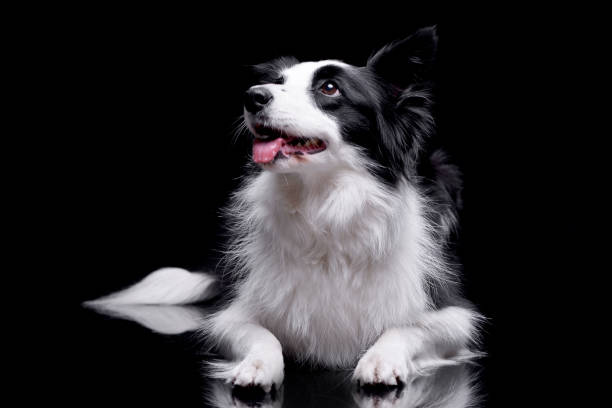 istock Studio shot of an adorable Border collie 1188930108