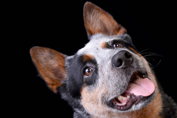 Portrait of an adorable Australian Cattle Dog - studio shot, isolated on black.