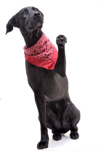 istock An adorable mixed breed dog wearing red scarf 1188930152