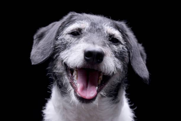 Jack Russell