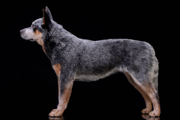 istock Studio shot of an adorable Australian Cattle Dog 1188930184