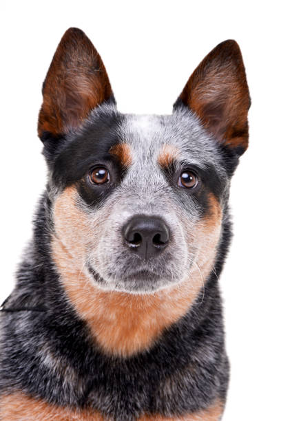 istock Studio shot of an adorable Australian Cattle Dog 1188930195