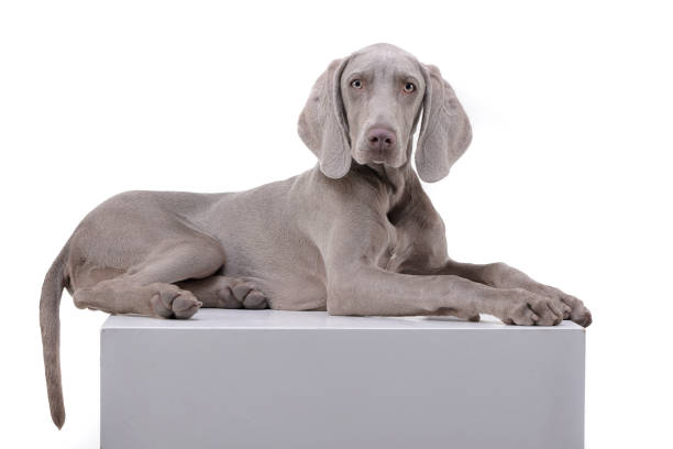 studio strzał adorable weimaraner - weimaraner dog animal domestic animals zdjęcia i obrazy z banku zdjęć